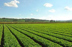 種植/養(yǎng)殖基地 種植/養(yǎng)殖基地